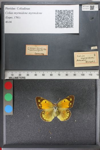 Media type: image;   Entomology 118777